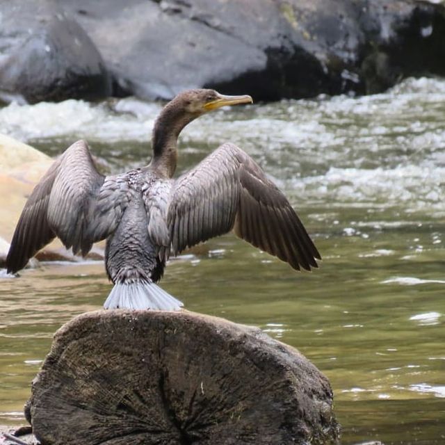 Carta protección Cuenca Río Cofre RNSC Amalaka 23 enero 2023